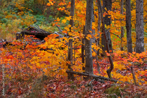 Bright autumn trees in Hiawatha national forest in Michigan photo