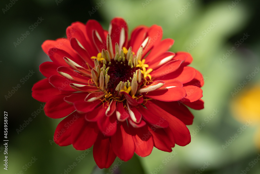 Obraz premium Zinnia flower, various colors