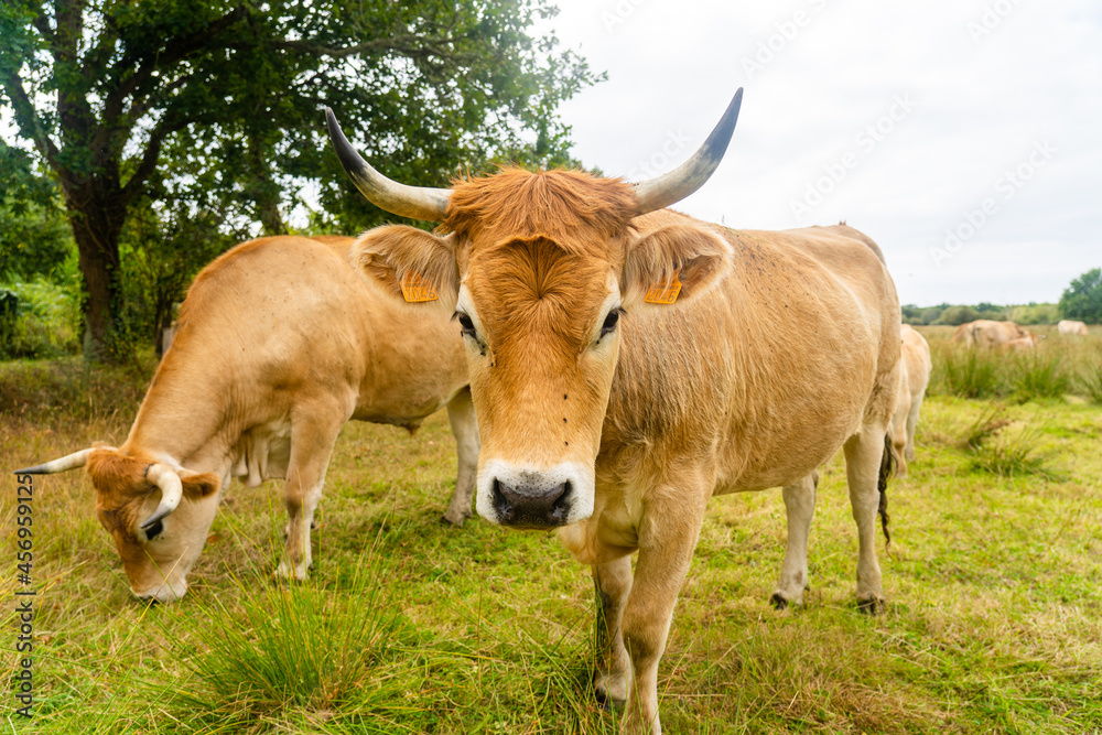 Limousine cows. Cattle in french prairie. Brown cows of French La Maraishine cattle breed graze pasture in northern French region of Brittany. Free range, organic cattle farming and agriculture Limousine cows. Cattle in french prairie. Brown cows of French La Maraishine cattle breed graze pasture in northern French region of Brittany. Free range, organic cattle farming and agriculture