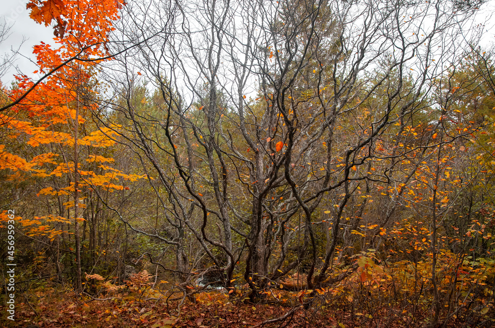 Woodlands during autumn time in rural Michigan Woodlands during autumn time in rural Michigan