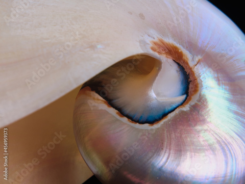 macro mother-of-pearl shell with blue and pink details