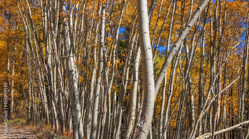 Row of colorful Aspen trees during autumn time in Colorado