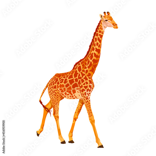 African giraffe stands, stretching out a long neck. Vector illustration. Animals of Africa.