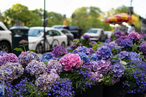Photography Closeup of Purple and Pink Flowers in the Fifth Avenue New York City Spring Flow