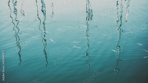 reflection of buildings in water and fish