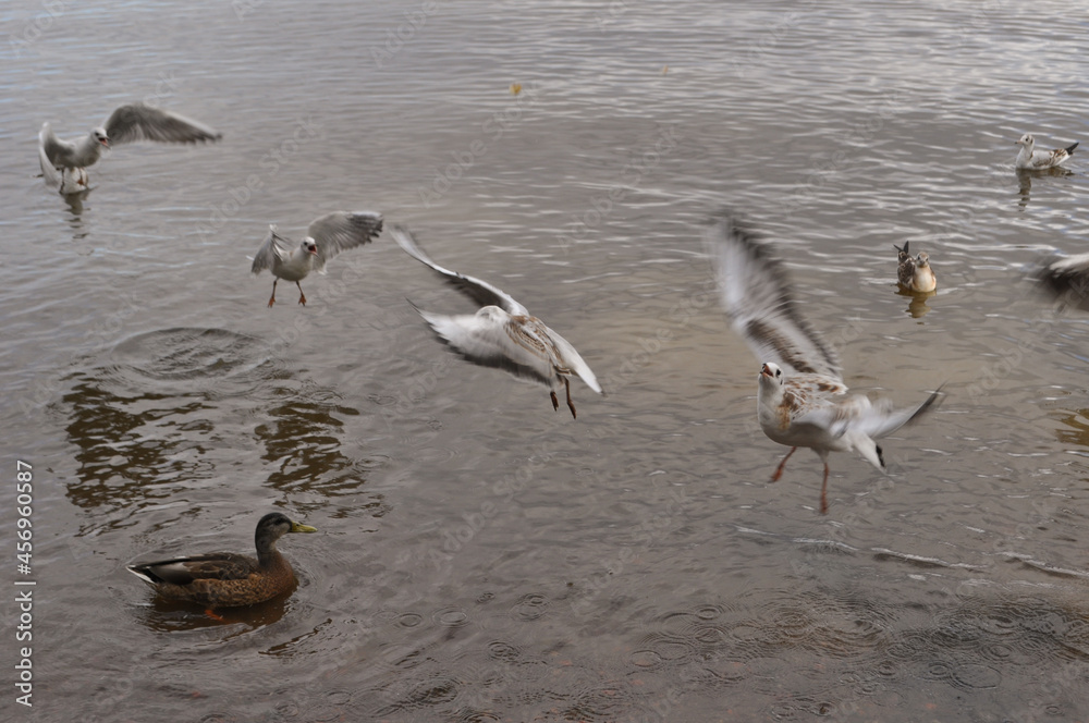 Naklejka premium seagulls on the beach