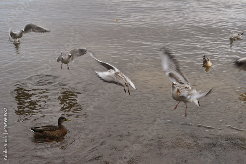seagulls on the beach © София Мещерякова