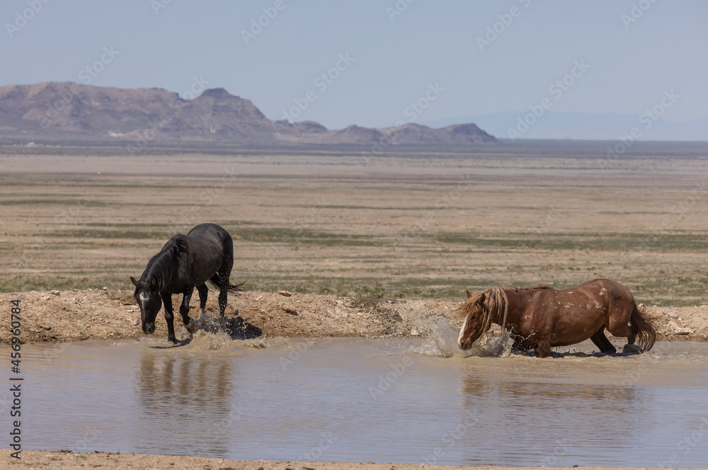 Wild Horses at a Desert Waterhole in Utah Wild Horses at a Desert Waterhole in Utah