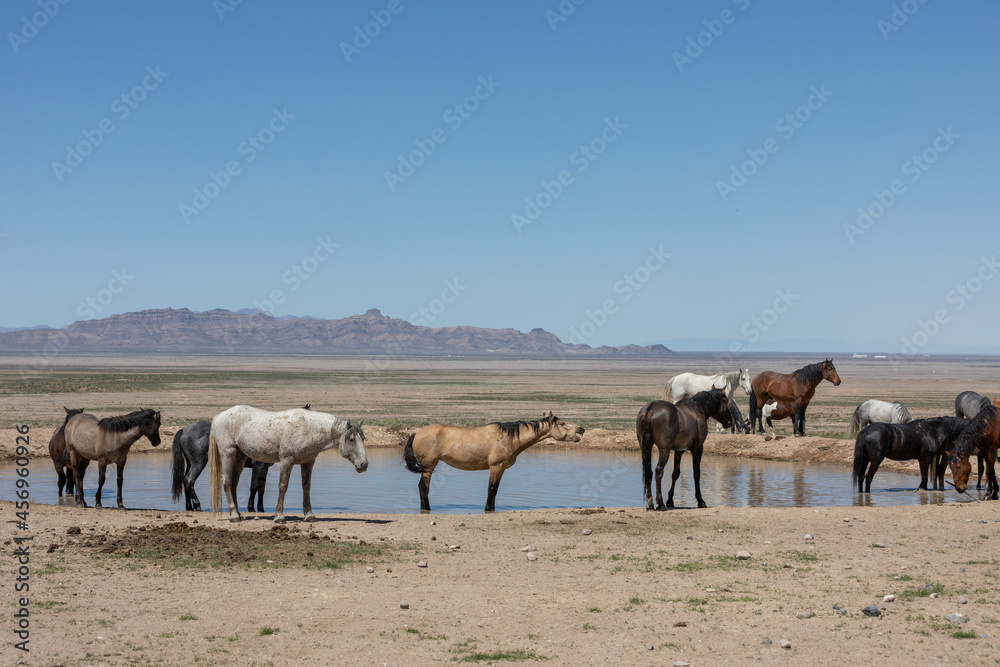 Wild Horses at a Desert Waterhole in Utah Wild Horses at a Desert Waterhole in Utah