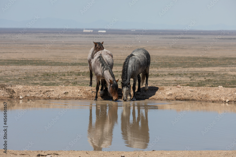 Obraz premium Wild Horses at a Desert Waterhole in Utah