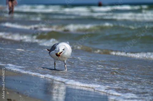 Sea gull found a treat on the seashore (Larus marinus)
