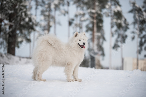 Samoyed white dog is on snow background outside