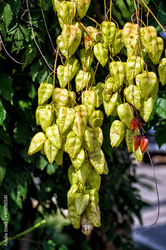 Fruit of the goldenrain tree (Koelreuteria paniculata)