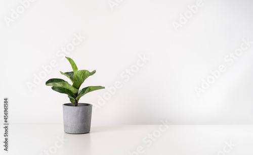 Ficus home plant with green leaves in gray pot on table against the background of a white wall. Minimalistic scandinavian background mockup with copy space.