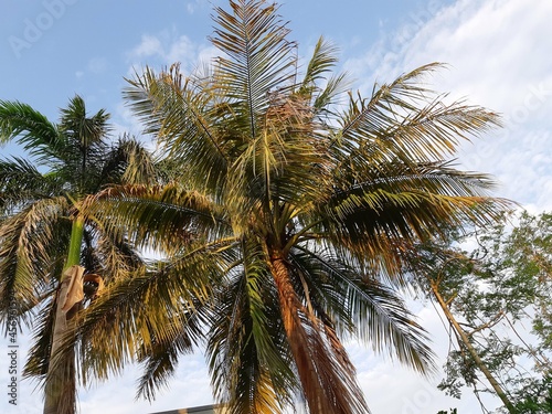 Beautiful view of the coconuts tree with blue sky and the clouds