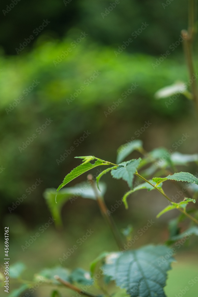 Obraz premium Close-up of some green leaves in the forest