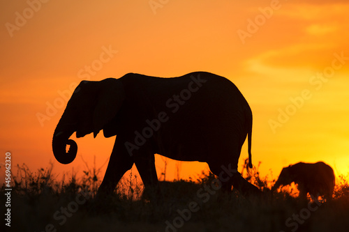 Walking African elephant silhouette against sunset light