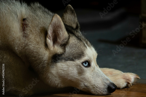 portrait of a husky