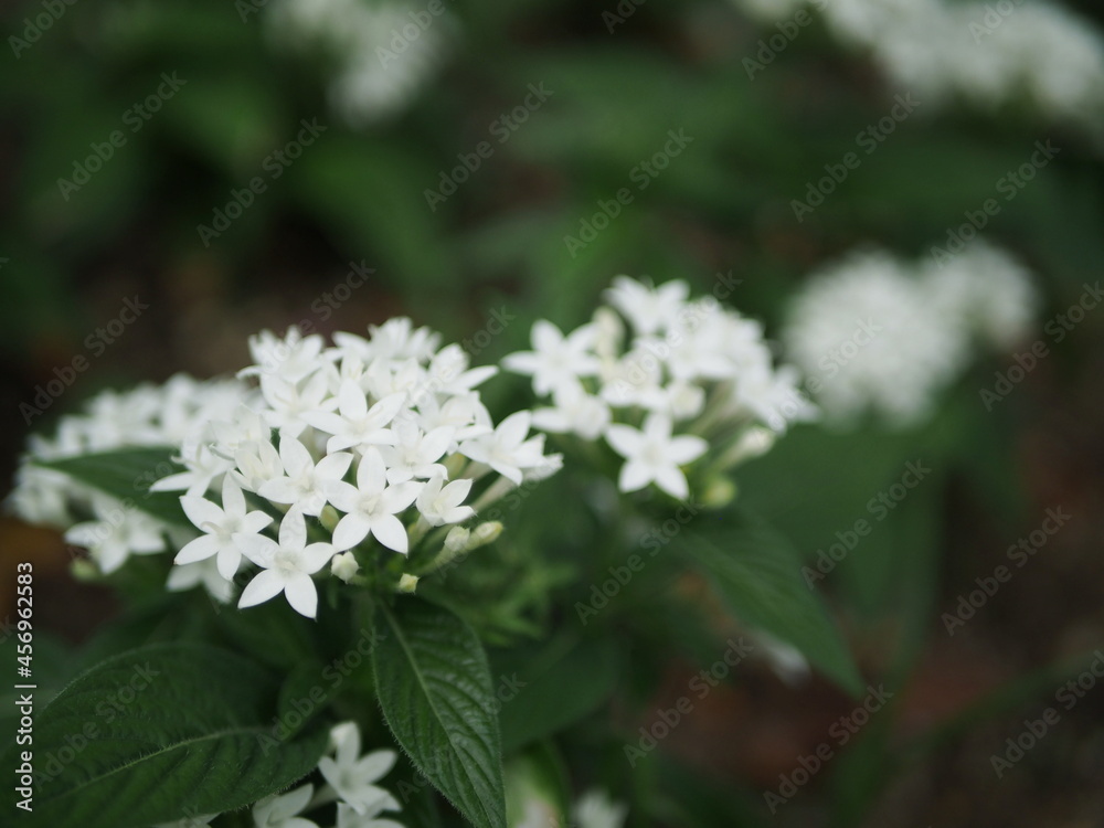 Fototapeta premium 真っ白なペンタスの花