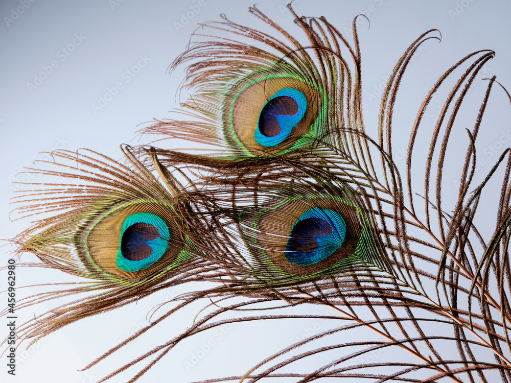 Obraz premium White background beauty focused peacock feathers green blue detail