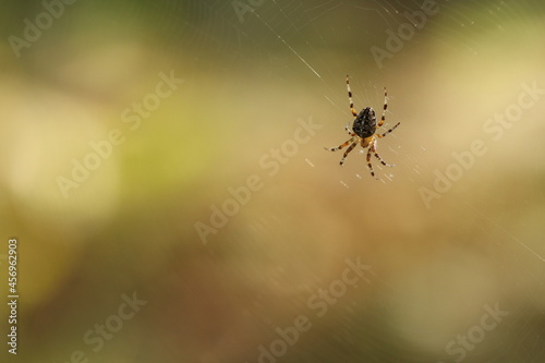 The spider sits on a web and waits for prey. Spider on the hunt. 