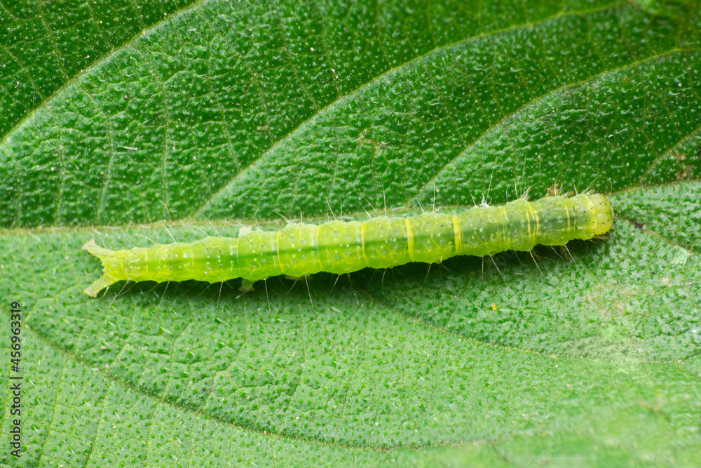 Obraz premium Cabbage looper moth caterpillar.Family Noctuidae, referred to as owlet moths, Trichoplusia ni, Satara, Maharashtra India
