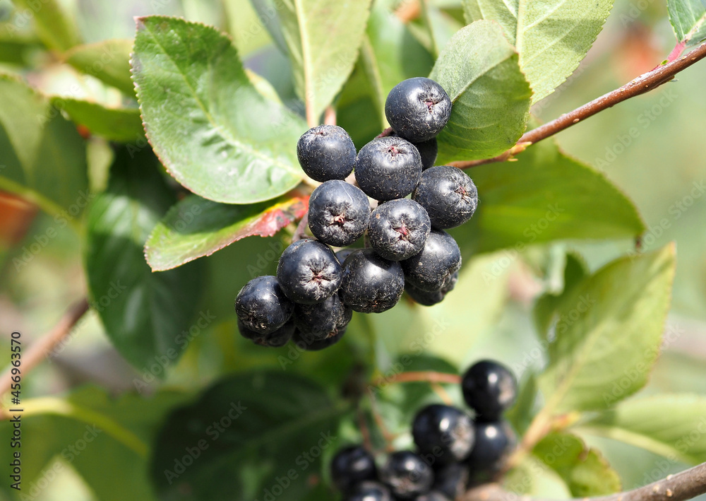 Bunch of chokeberry on the background of foliage Bunch of chokeberry on the background of foliage
