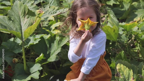 The girl sits on a large pumpkin and sniffs a pumpkin flower. In the fall, take your children for a walk in nature. Horizontal video. 