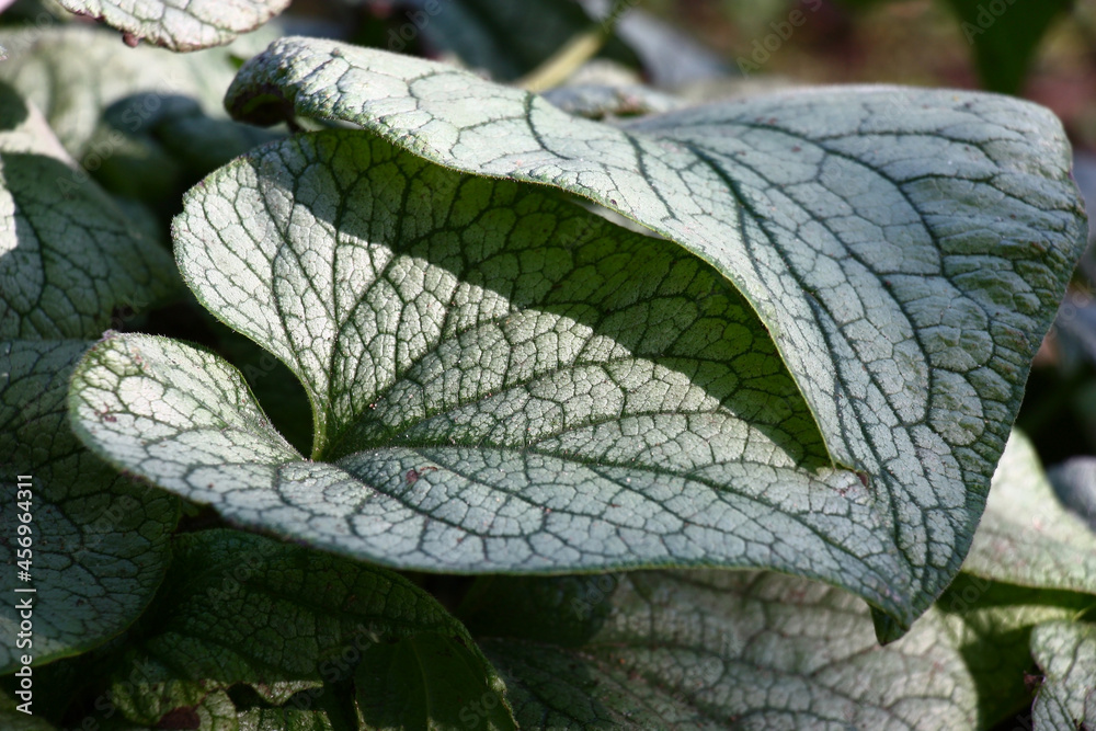 Obraz premium Sunny autumn day. Brunnera of a grade Jack Frost. Large juicy leaves with a pattern green a streak on silvery tone. Play of light and shadow.