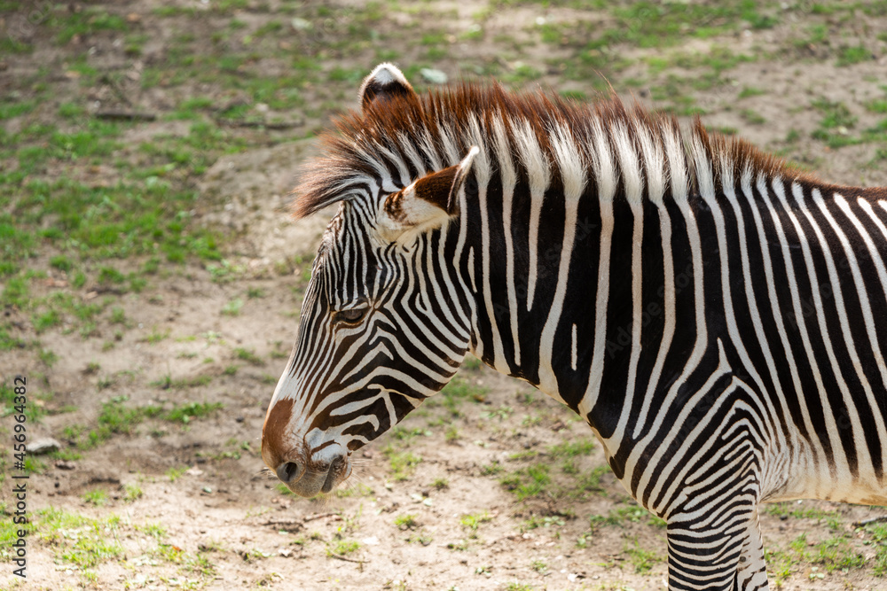 African zebra with white and black stripes in sunny day. African zebra with white and black stripes in sunny day.