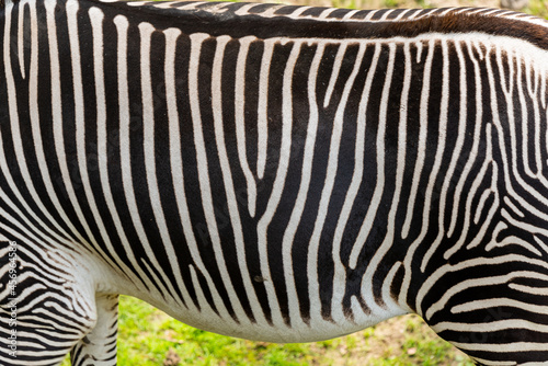 Body of zebra with white and black stripes.