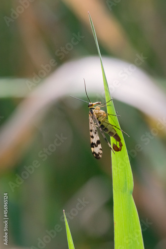 Skorpionsfliege (Panorpa communis)