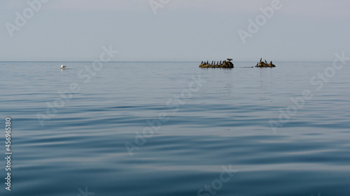Council of black cormorants on rocks in the sea. On the left, a seagull sits looking for fish. Crimea