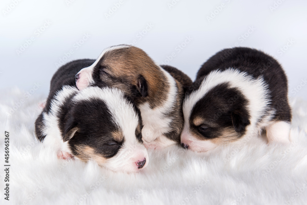 Pembroke Welsh Corgi pembroke puppies on white Pembroke Welsh Corgi pembroke puppies on white