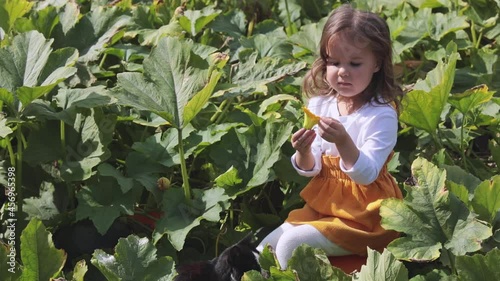 The girl sits on a large pumpkin and picks off the petals from the pumpkin. Take the kids out for a walk in the fall. Nature video. 
