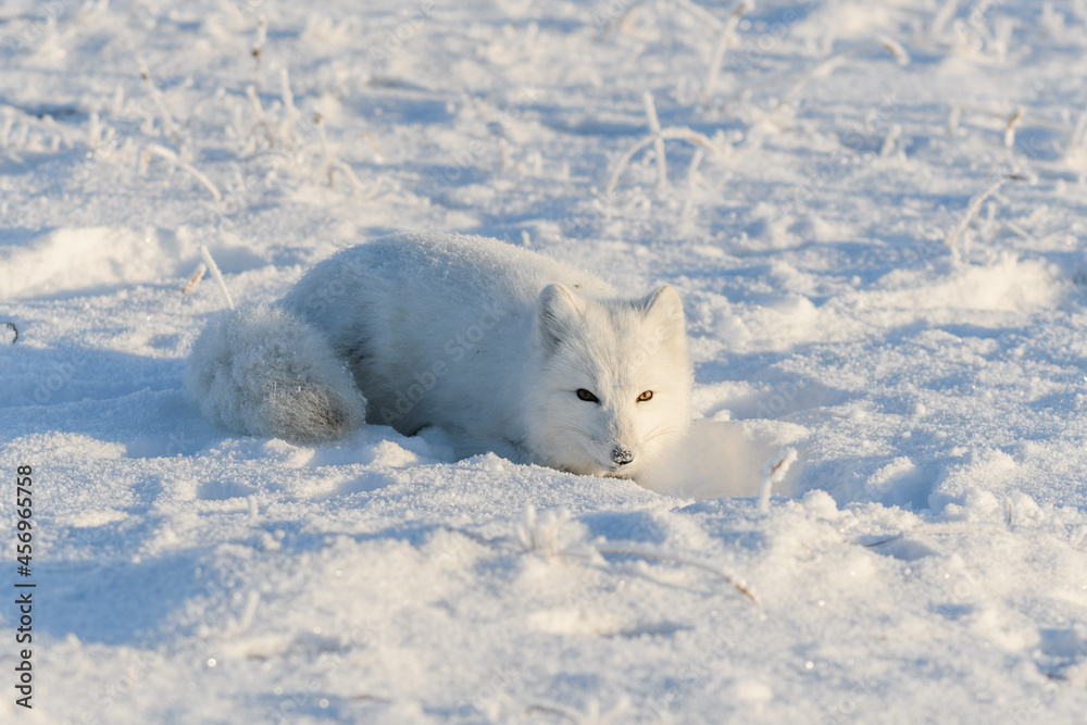Wild arctic fox lying in tundra in winter time. Funny arctic fox playing. Wild arctic fox lying in tundra in winter time. Funny arctic fox playing.