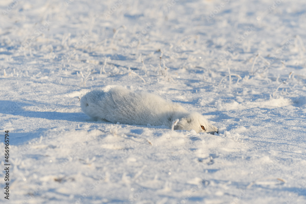 Wild arctic fox (Vulpes Lagopus) in tundra in winter time. White arctic fox lying. Sleeping in tundra. Wild arctic fox (Vulpes Lagopus) in tundra in winter time. White arctic fox lying. Sleeping in tundra.