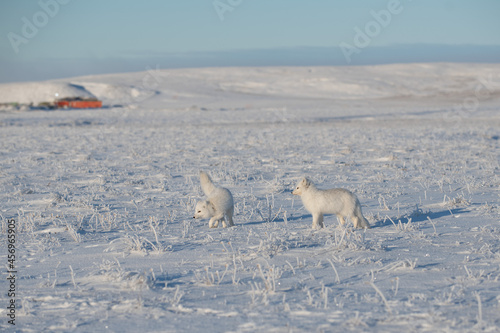 Two arctic foxes  Vulpes Lagopus  in wilde tundra. Arctic fox playing.