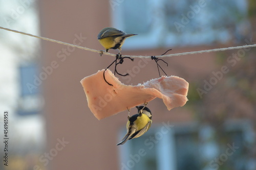 Sikorki jedzące słoninę