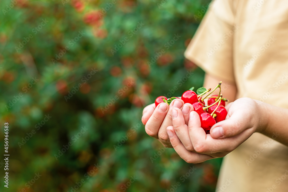 children's hands holding red ripe cherries. vitamins, health