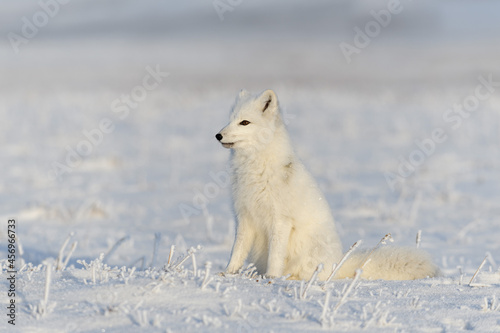 Wild arctic fox (Vulpes Lagopus) in tundra in winter time. White arctic fox sitting.