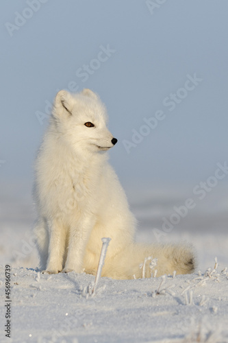 Wild arctic fox (Vulpes Lagopus) in tundra in winter time. White arctic fox sitting.