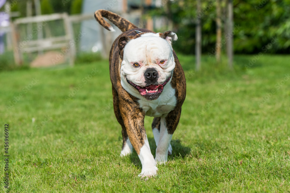 Brindle coat American Bulldog dog in move on grass