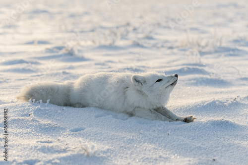 Wild arctic fox lying in tundra in winter time. Funny arctic fox playing.
