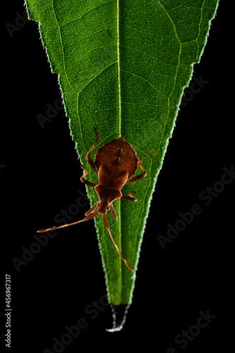 Dock bug or reddish-brown squashbug (Coreus marginatus) photo