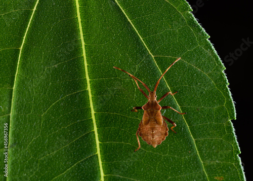 Dock bug or reddish-brown squashbug (Coreus marginatus) photo