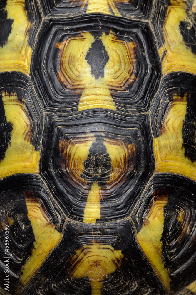 Details of the shell of a mediterranean tortoise, Hermann's tortoise (Testudo hermanni) Details of the shell of a mediterranean tortoise, Hermann's tortoise (Testudo hermanni)