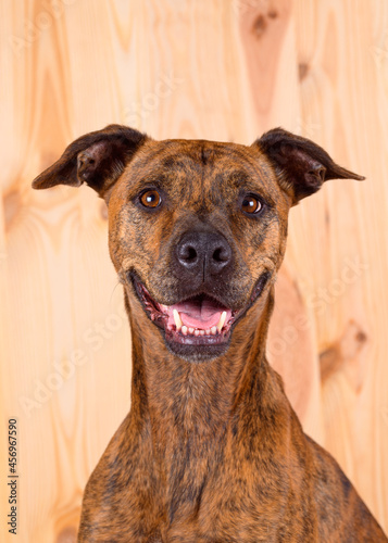 Portrait of a breedless brown dog indoors on wooden background and smiling face