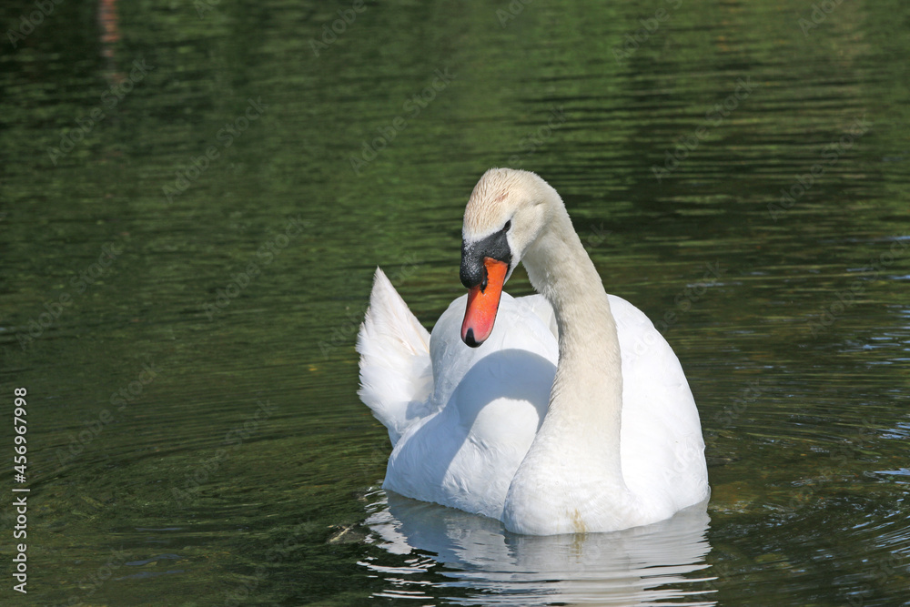 Obraz premium Swan swimming on a lake 