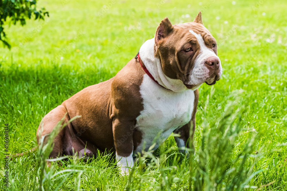 Chocolate color American Bully puppy dog is on green grass